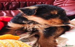 Airedale Terrier dogs for sale: Superb Airedale Terrier puppies Champion parents - Image 19