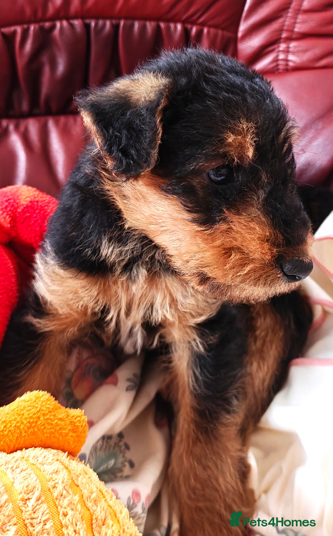 Airedale Terrier dogs for sale: Superb Airedale Terrier puppies Champion parents - Image 19