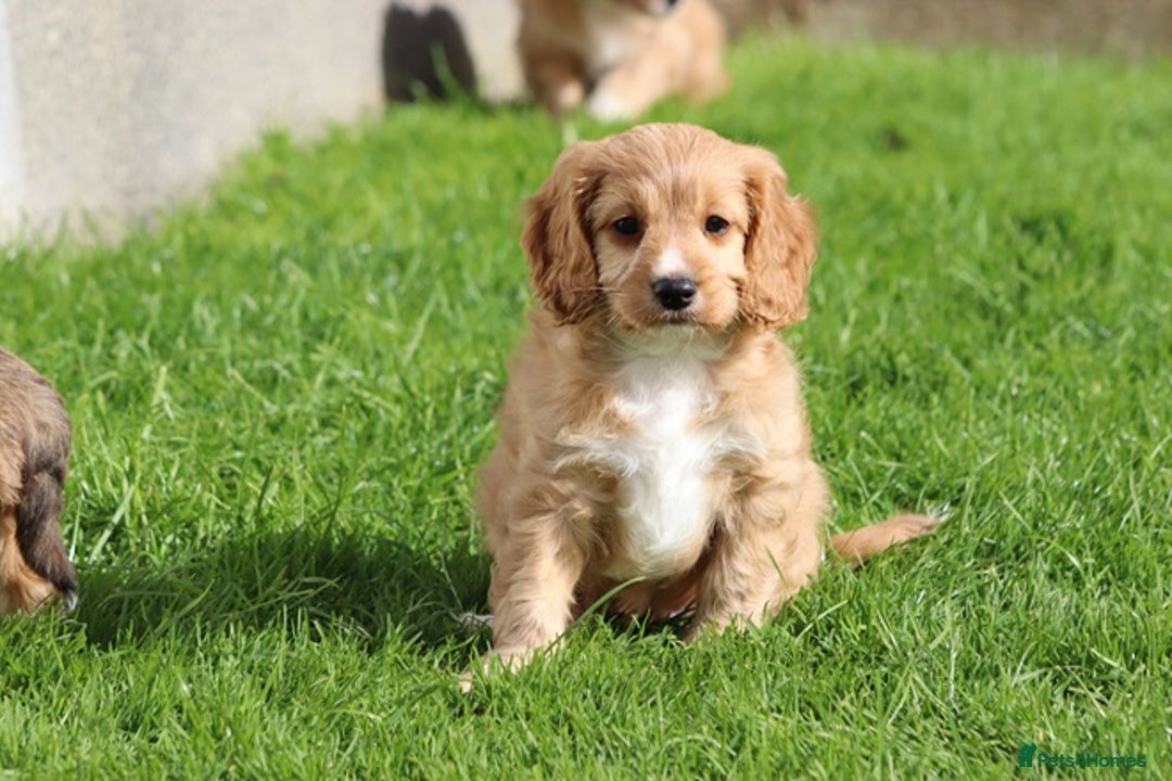 Cavapoo dogs for sale: F1 Cavapoo puppies for sale - Image 9