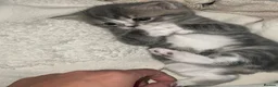 Mixed Breed cats for sale: British short hair/ tabby mixed kittens  in Glossop - Advert 10