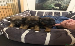 Border Terrier dogs for sale: BORDER TERRIER PUPS - Advert 1
