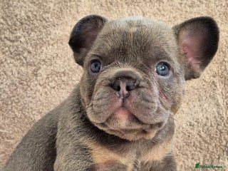 French Bulldog dogs 🔥🔥FRENCH BULLDOG PUPPIES🔥🔥 - Advert 3
