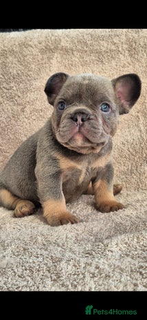 French Bulldog dogs 🔥🔥FRENCH BULLDOG PUPPIES🔥🔥 - Advert 1