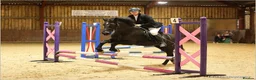 Welsh Section D horses for sale: Stunning 13,3/14hands Welsh D mare in Hailsham - Advert 2