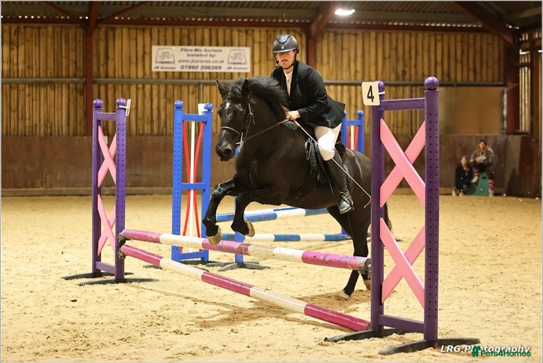 Welsh Section D horses for sale: Stunning 13,3/14hands Welsh D mare in Hailsham - Advert 2