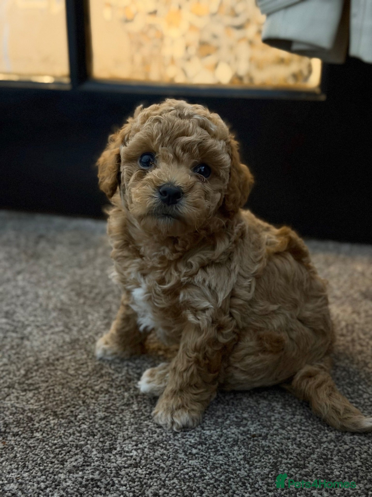 Maltipoo dogs Maltipoo puppy’s  - Advert 7
