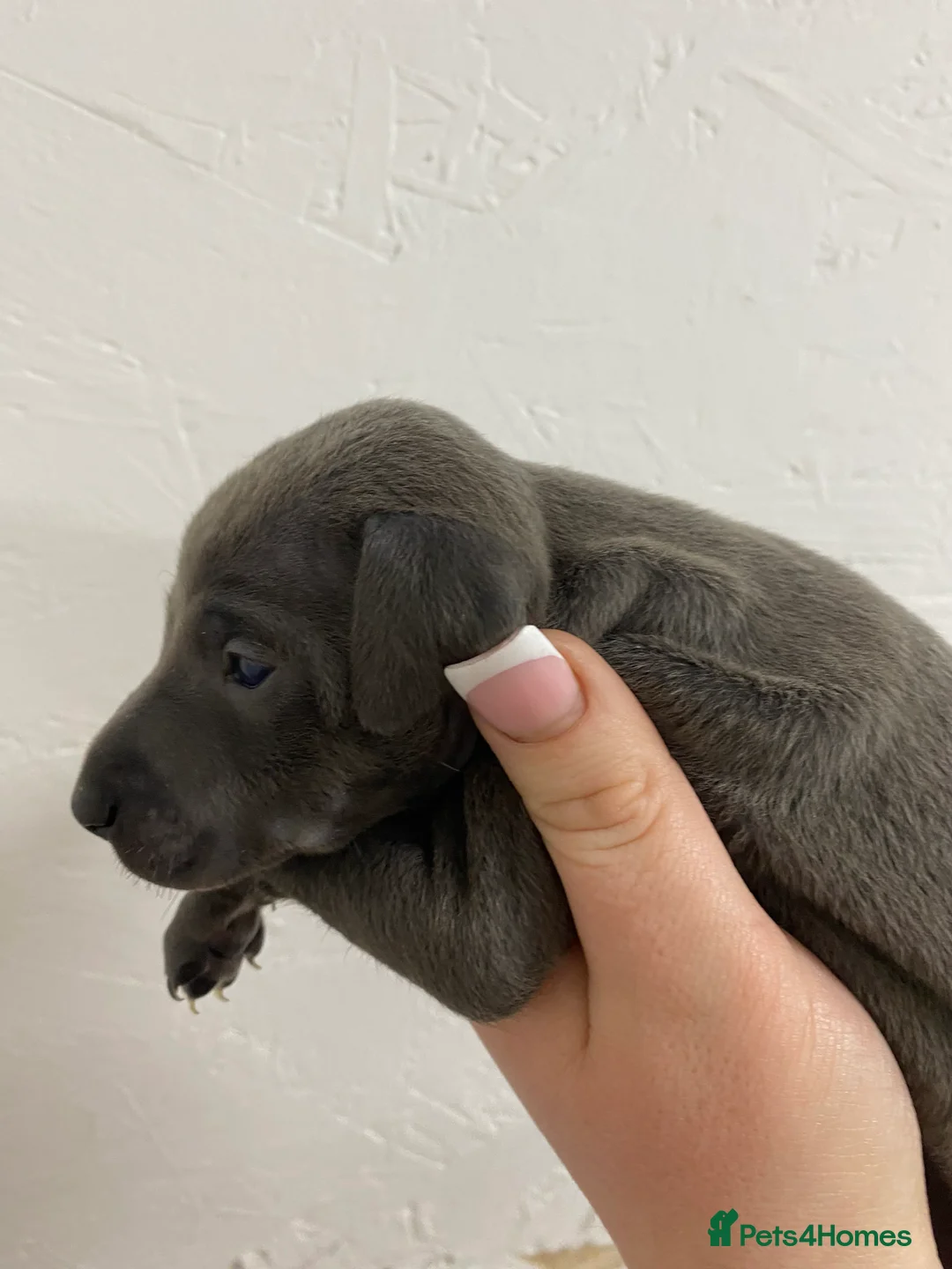 Italian Greyhound dogs for sale: Beautiful Italian Greyhound Puppies - Advert 19