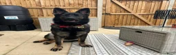 German Shepherd dogs for sale: Queenie 2 year old GS - Advert 6
