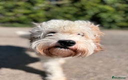 Cavapoo dogs for adoption: Mike  - Image 3