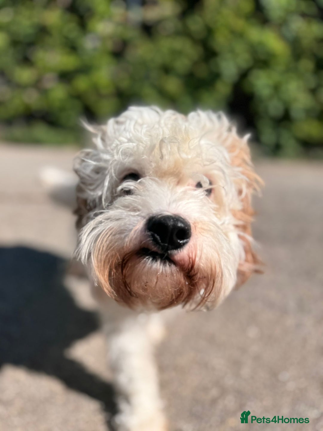 Cavapoo dogs for adoption: Mike  - Image 3