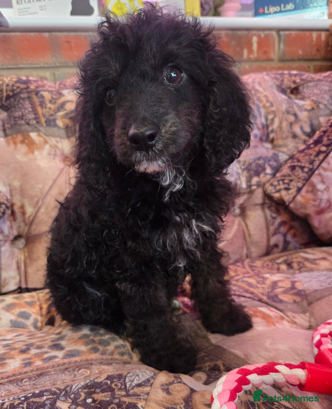 Cockapoo dogs for sale: Stunning mini cockapoo dna checked puppies - Advert 13