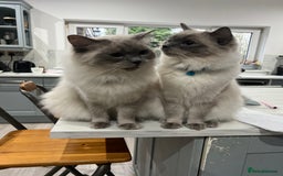 Ragdoll cats for sale: Mother & Daughter Ragdoll in Batley - Image 2