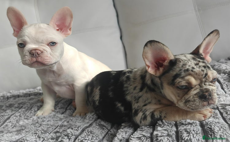 French Bulldog dogs - Advert 6