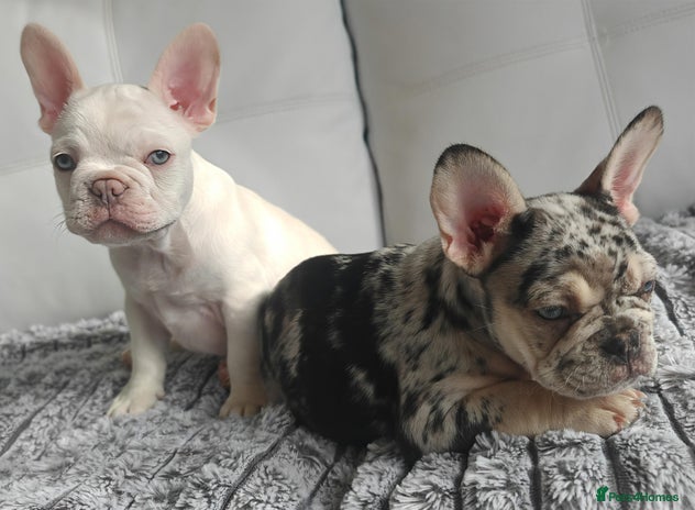 French Bulldog dogs - Advert 4