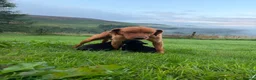 Labrador Retriever dogs for sale: Beautiful Kennel Club Registered Labradors Puppies in Brechin - Advert 3