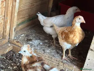 Chickens poultry X2 Female & x1 Male chickens for sale - Advert 4