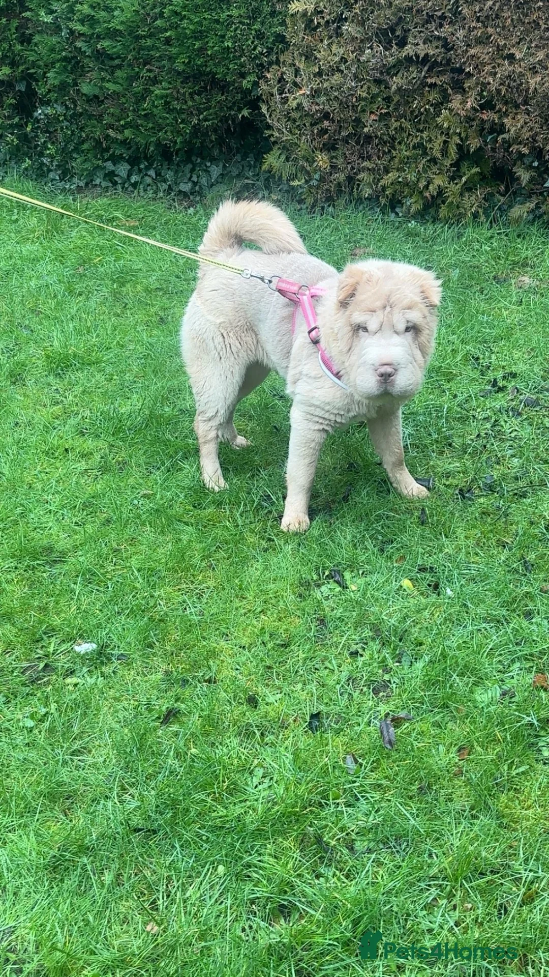 Shar Pei dogs for sale: Top quality bear coat sharpei  - Advert 5