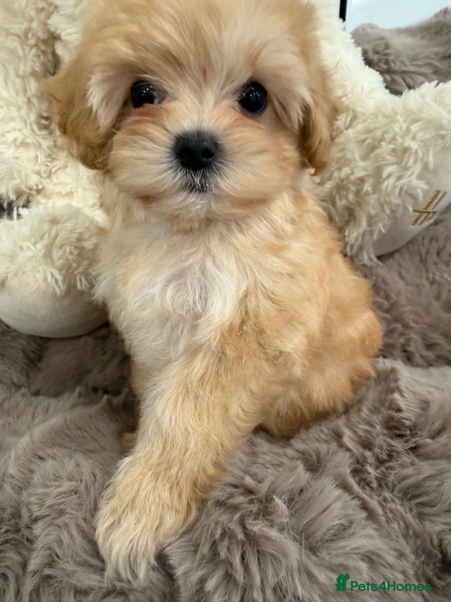 Maltipoo dogs for sale: 7 beautiful girls. F1. DNA clear & health tested.  - Advert 17