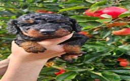 Cockapoo dogs for sale: F2 Cockapoo puppies for sale  - Image 27