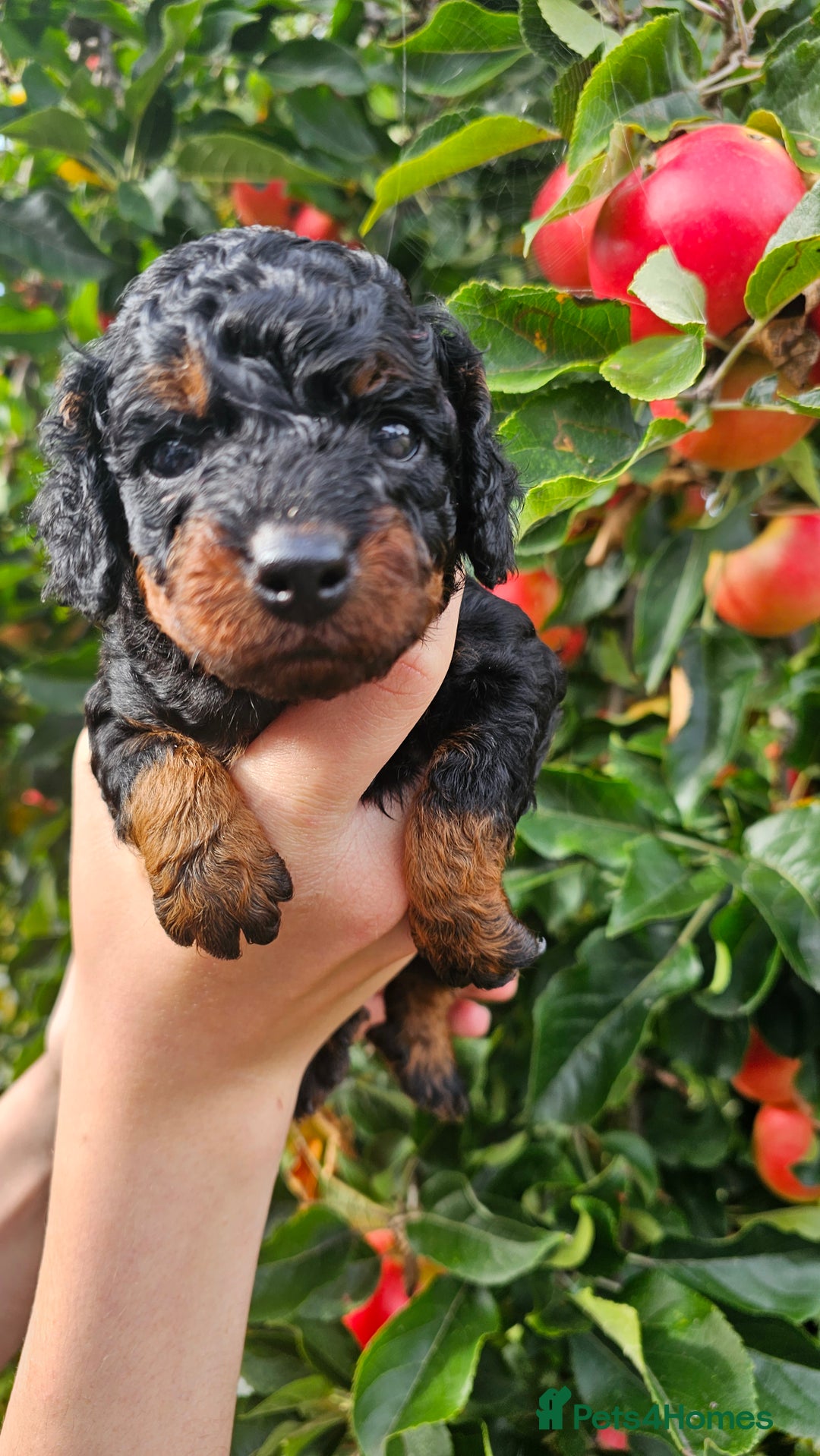 Cockapoo dogs for sale: F2 Cockapoo puppies for sale  - Image 27