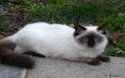 Ragdoll cats for sale: GCCF pedigree ragdoll kittens  - Image 4