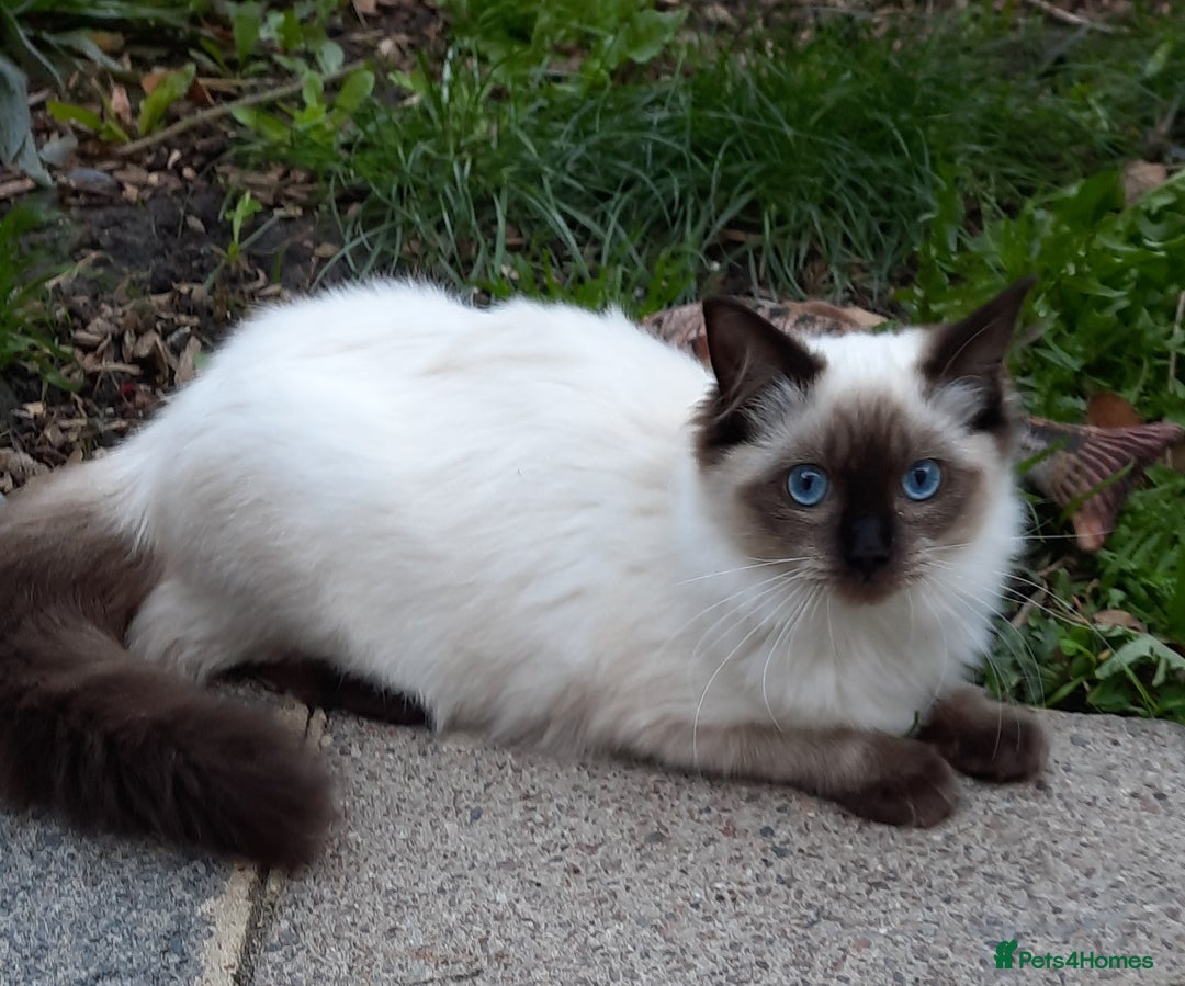 Ragdoll cats for sale: GCCF pedigree ragdoll kittens  - Image 4