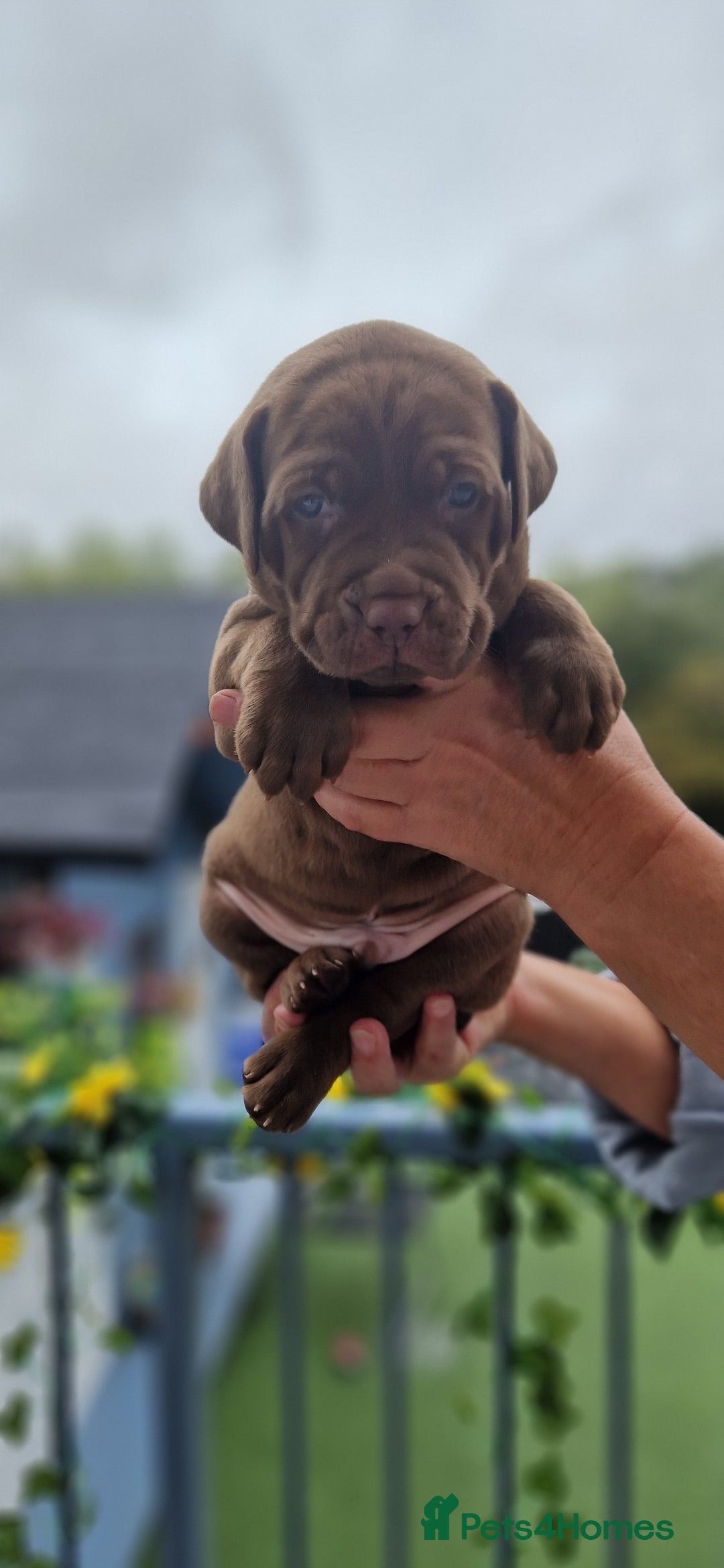 Mixed Breed dogs for sale: cane corso x mastiff pups for sale - Image 8