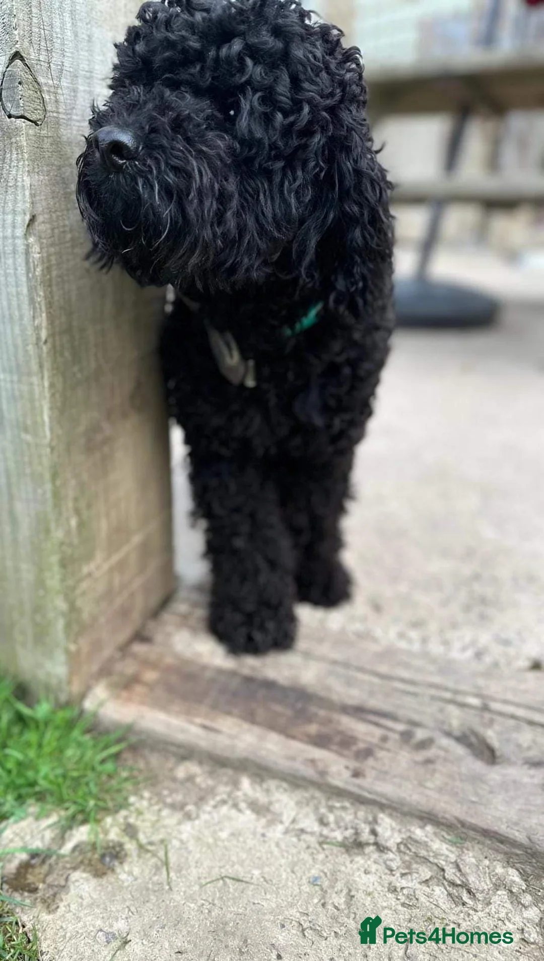 Mixed Breed dogs for stud: Jackapoo for stud in Wrexham - Advert 2