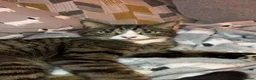 Domestic Shorthair cats for sale: Rehoming 2 male cats - Advert 3