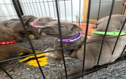 Staffordshire Bull Terrier dogs for sale: Kc Blue staffordshire bull terrier puppies - Image 13
