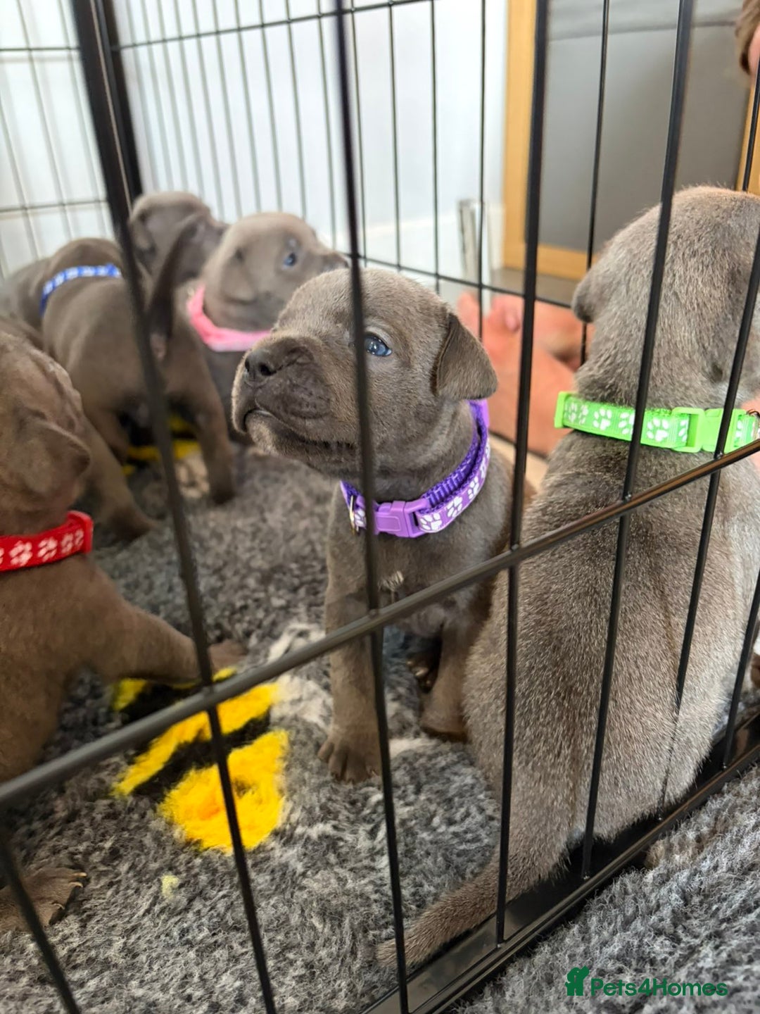 Staffordshire Bull Terrier dogs for sale: Kc Blue staffordshire bull terrier puppies - Image 13