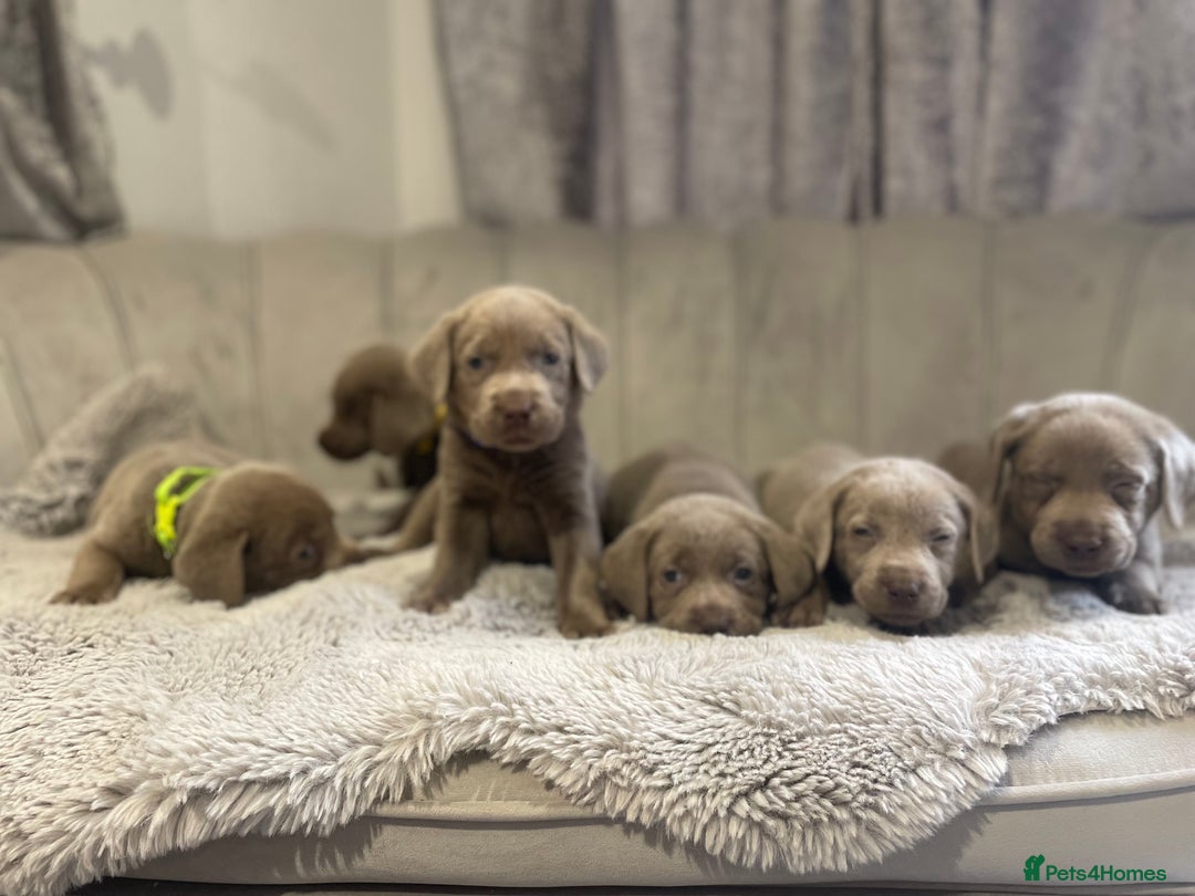 Labrador Retriever dogs for sale: Stunning silver Labradors puppy’s  - Advert 20