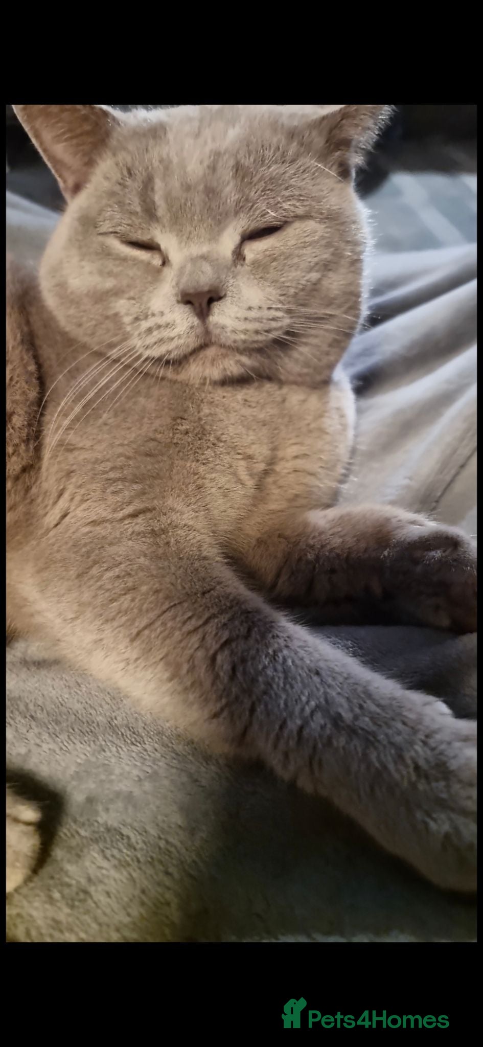 Scottish Fold cats Scottish fold straight ears - Advert 10