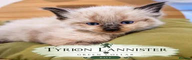 Tyrion Lannister