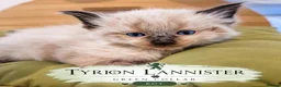Ragdoll cats for sale: LOVELY BLUE EYED RAGDOLL KITTENS SEAL & LYNX POINT - Advert 5