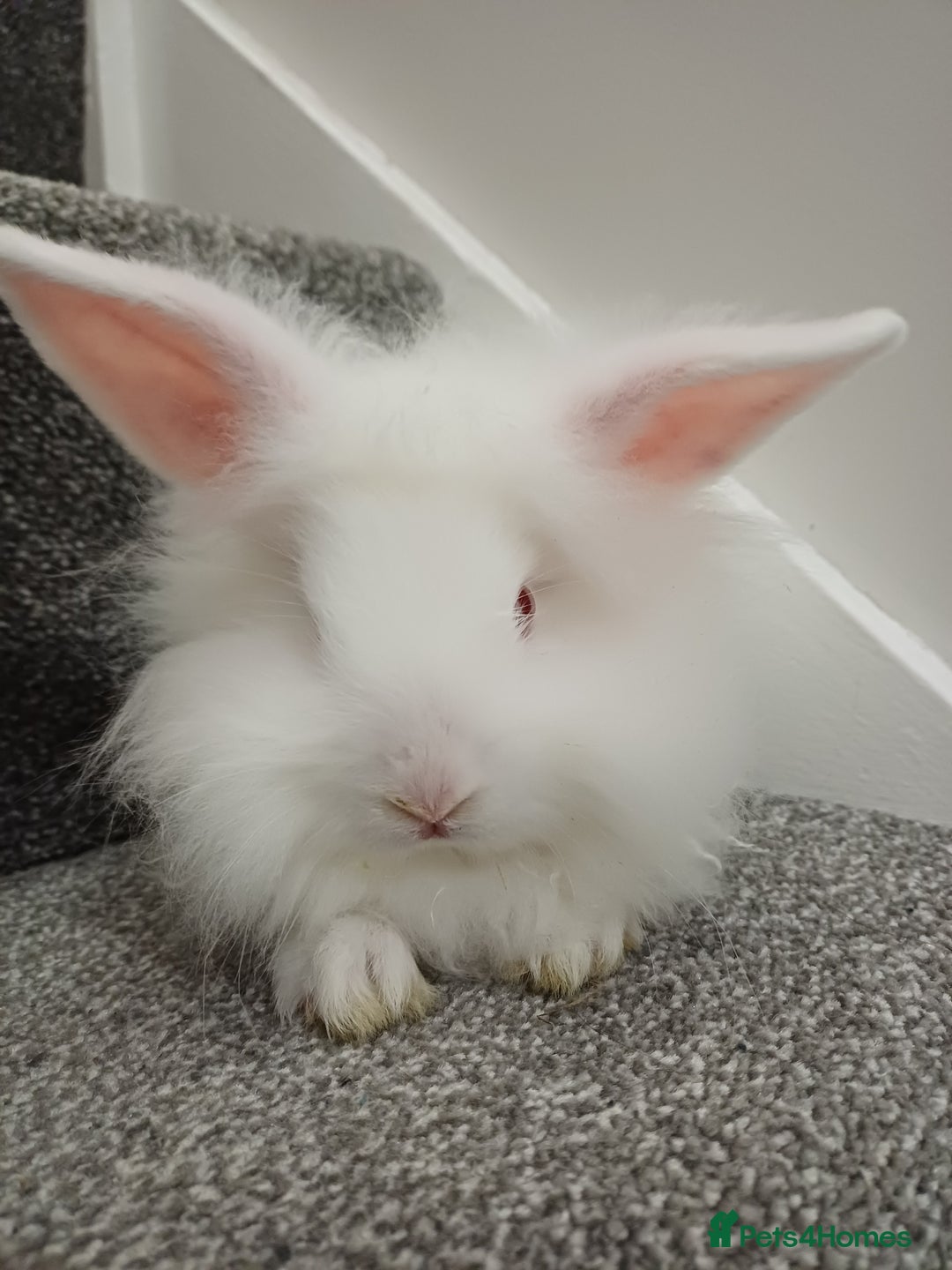 Lionhead rabbits for sale: White Male Lionhead Rabbit. 10 weeks old.  - Advert 2