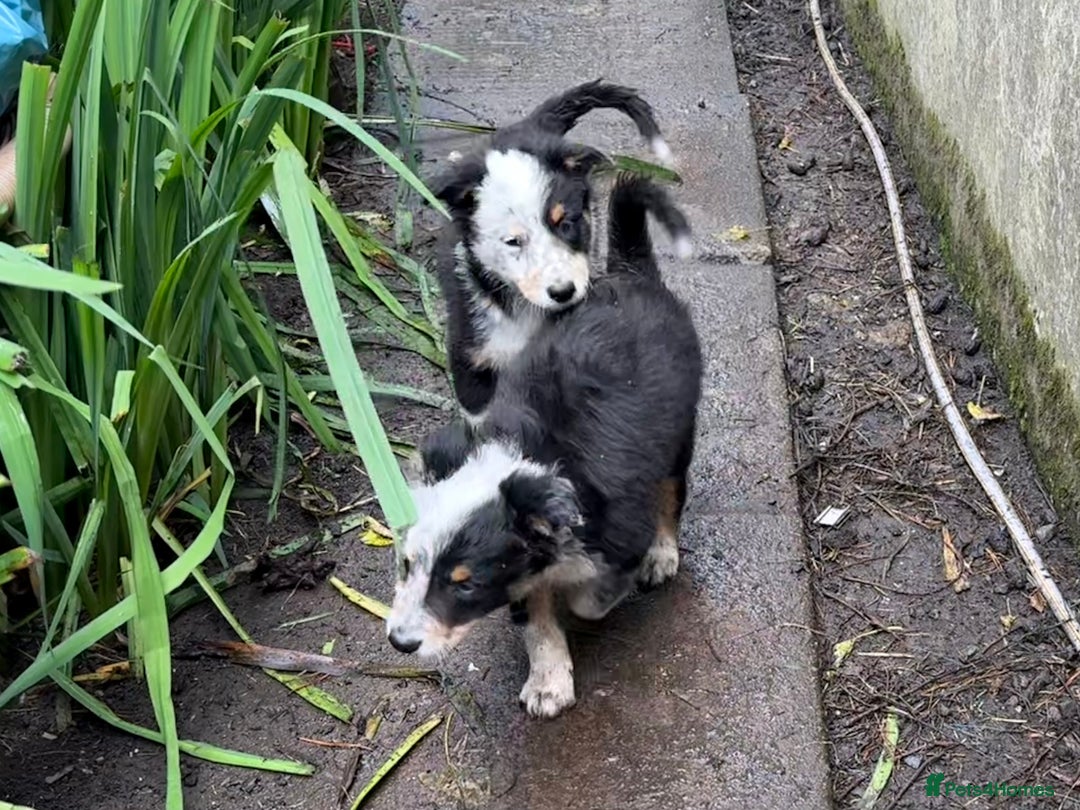 Border Collie dogs for sale: Border Collie Puppies  - Image 6