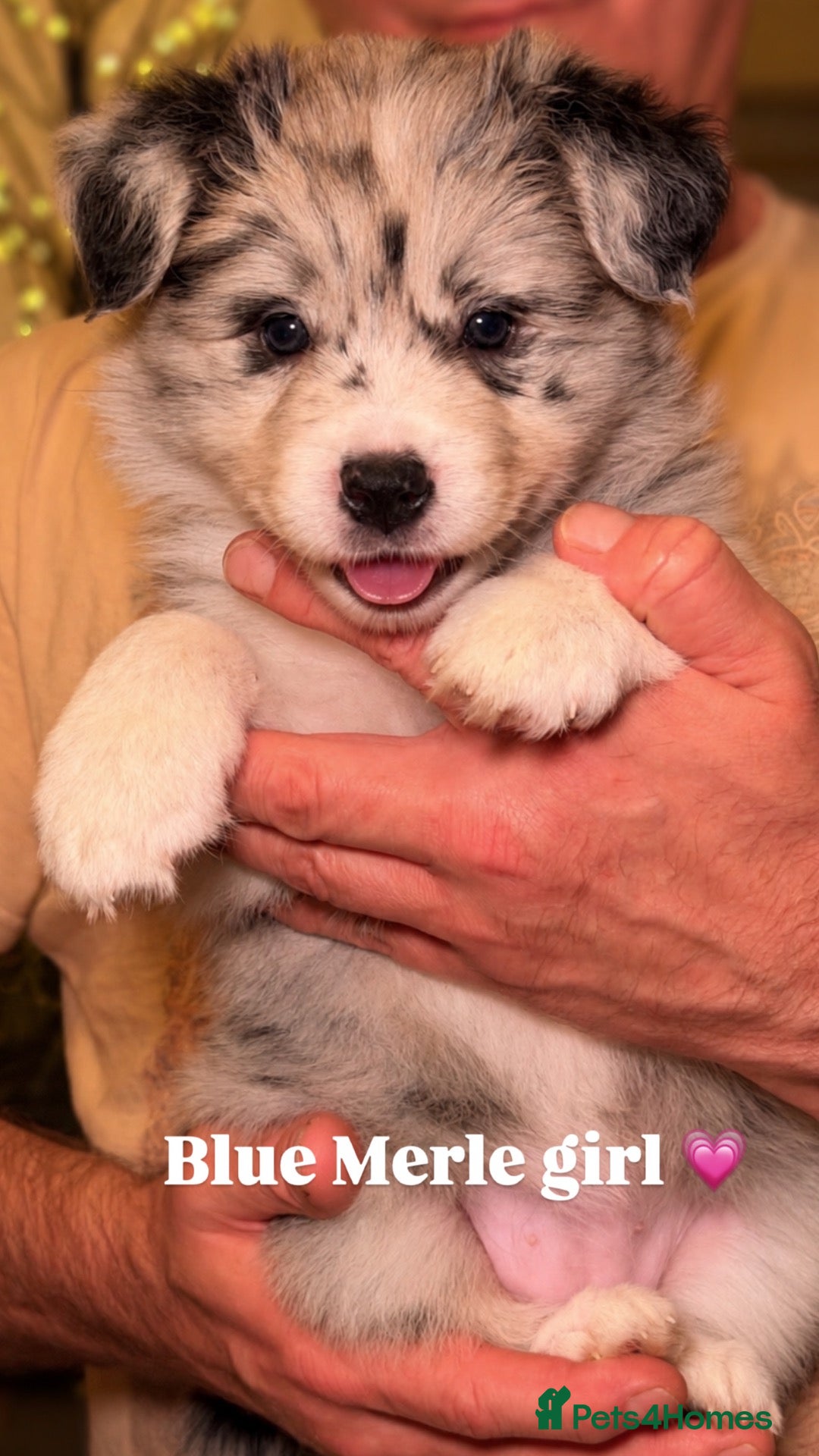Border Collie dogs for sale: Beautiful Champion Line Puppies  - Advert 1
