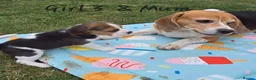 Beagle dogs for sale: Gorgeous KC reg puppies - Advert 8