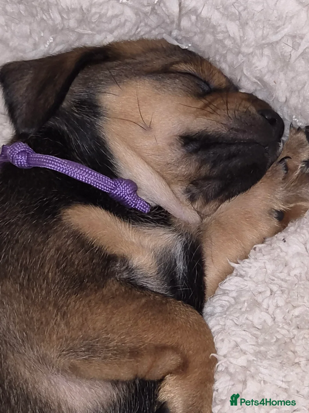 Chiweenie dogs for sale: Beautiful chiweenies  - Advert 11