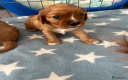 Cavalier King Charles Spaniel dogs for sale: Ruby cavalier king charles - Image 10
