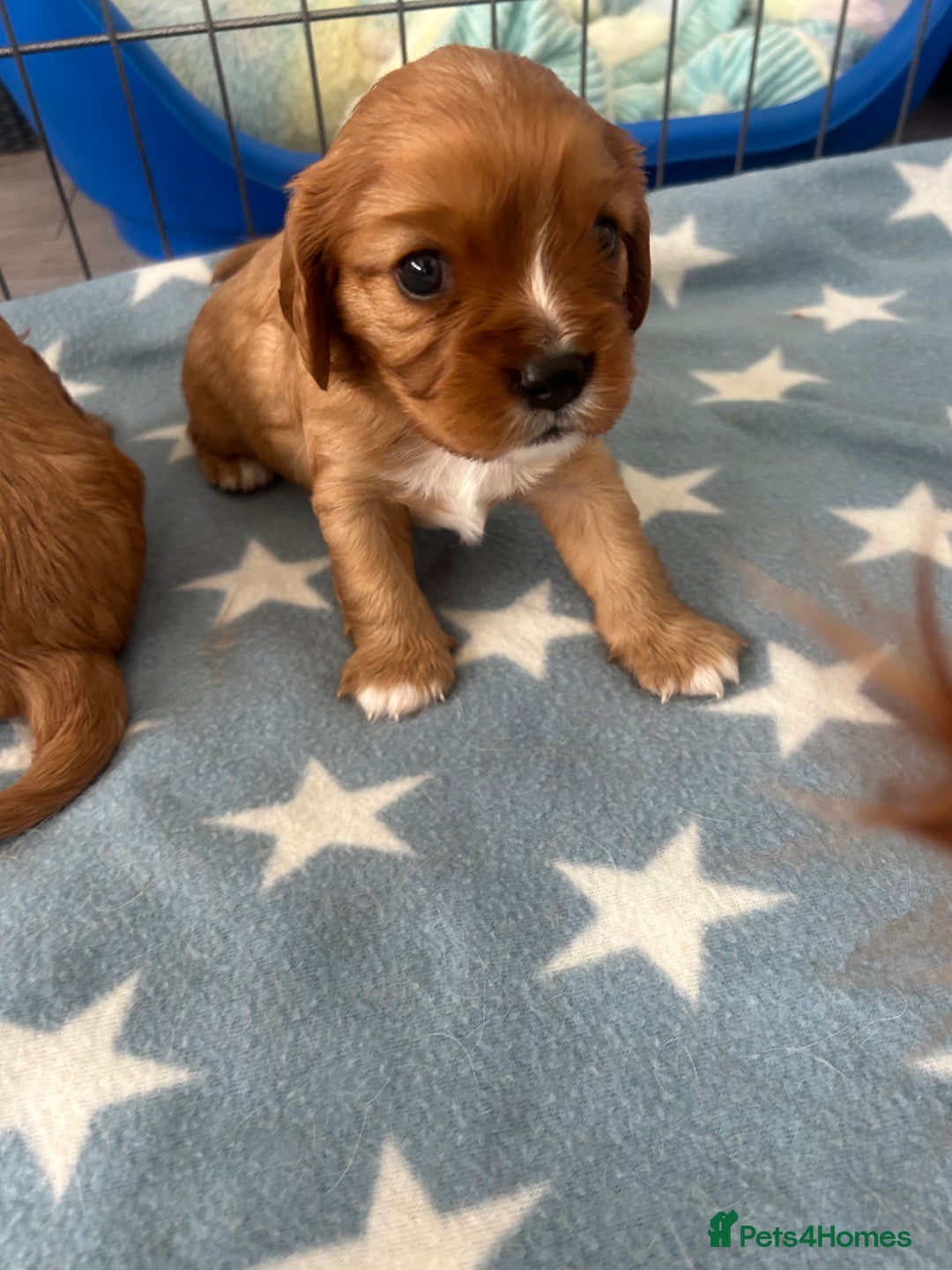 Cavalier King Charles Spaniel dogs for sale: Ruby cavalier king charles - Image 10