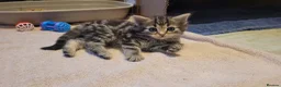 Mixed Breed cats for sale: 5 kittens *2boys**3 girls* available 31st May - Advert 15