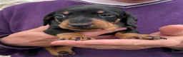 Dachshund dogs for sale: Dachshund-Miniature Smooth  - Advert 8