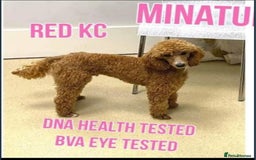Miniature Poodle dogs for sale: Beautiful miniature poodle pups - Image 16
