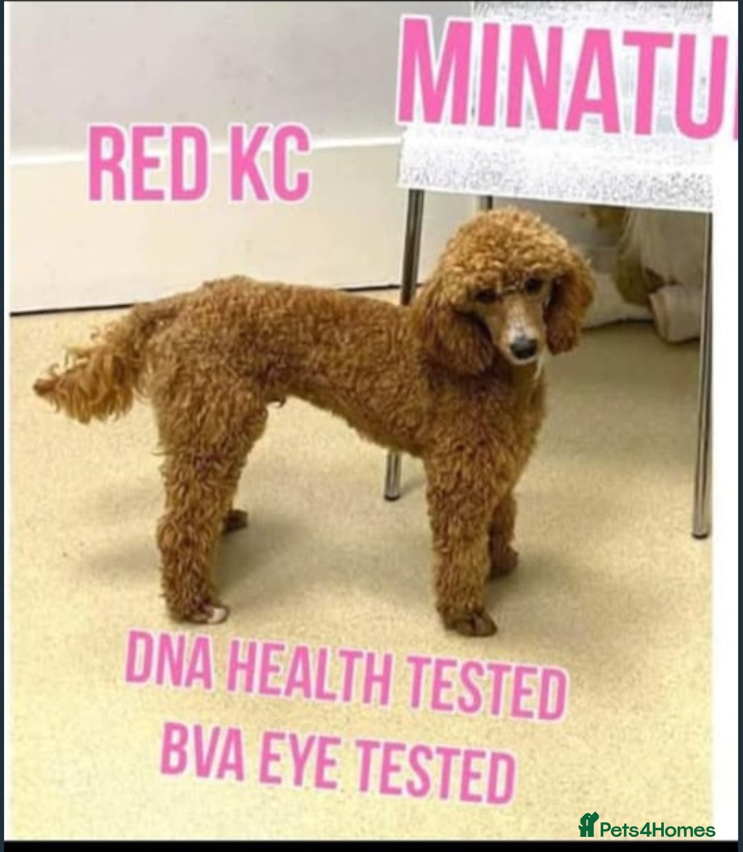 Miniature Poodle dogs for sale: Beautiful miniature poodle pups - Image 16