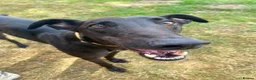 Greyhound dogs for adoption: Oliver - Advert 1