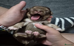 Chihuahua dogs for sale: Stunning KC registered long coat chihuahuas boys - Image 14