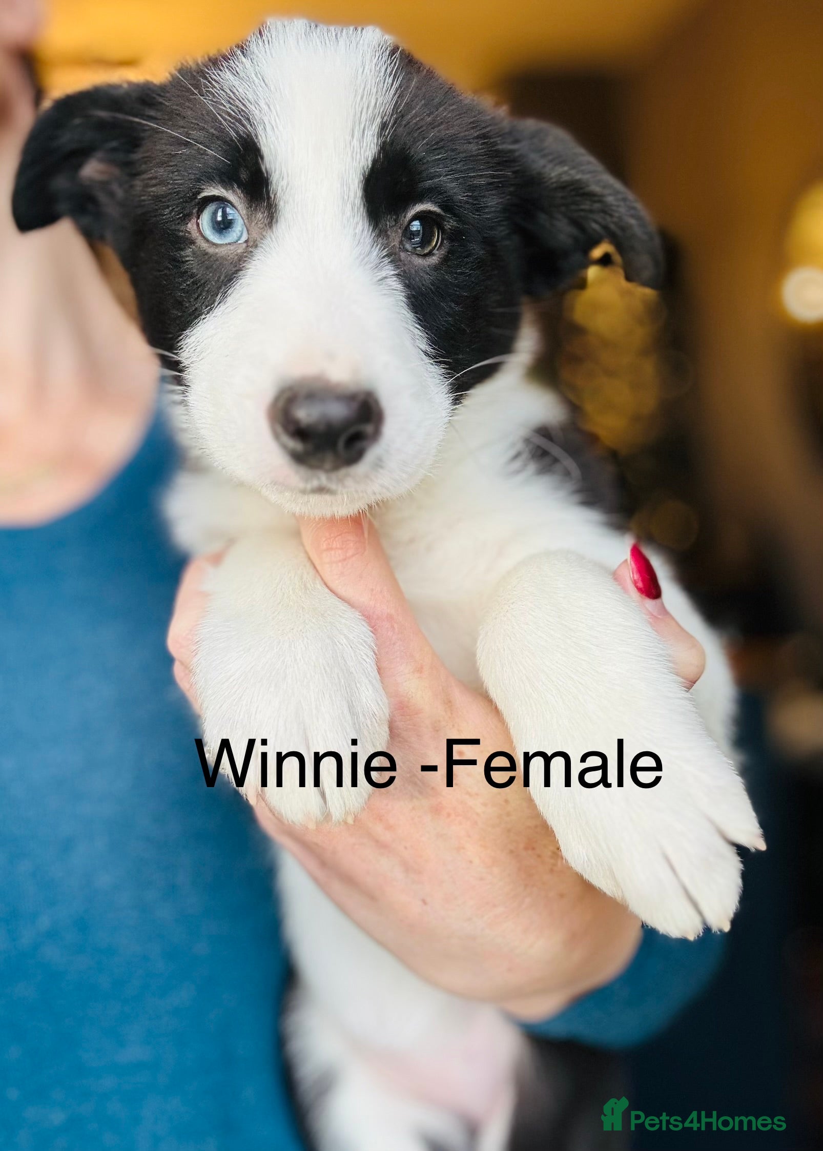 Border Collie dogs Pure Bred Border Collie Puppies For Sale - Advert 5