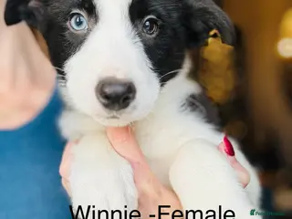 Border Collie dogs Pure Bred Border Collie Puppies For Sale - Advert 5